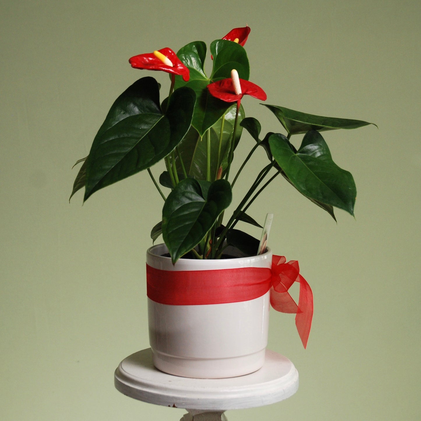 Anthurium Plant