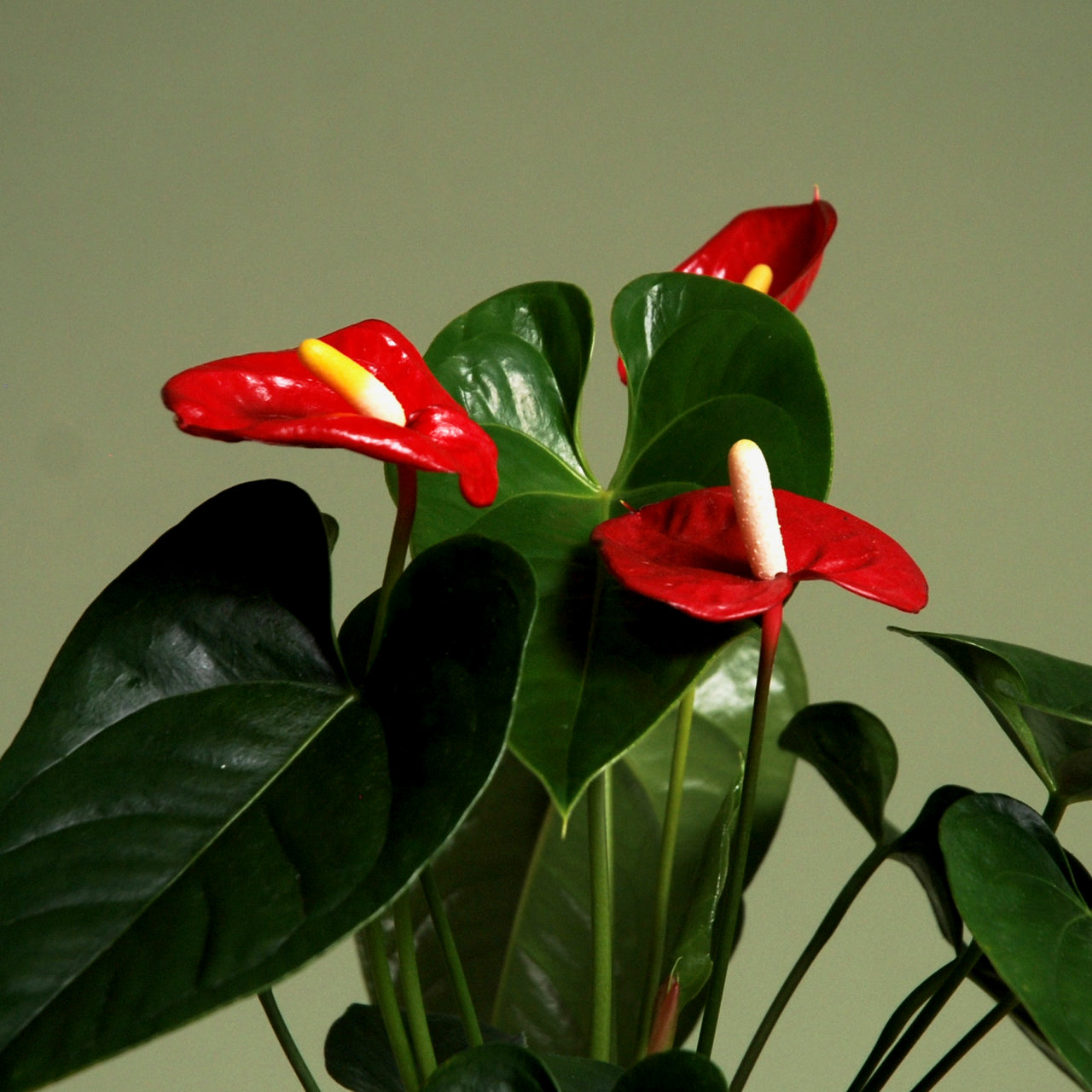 Anthurium Plant