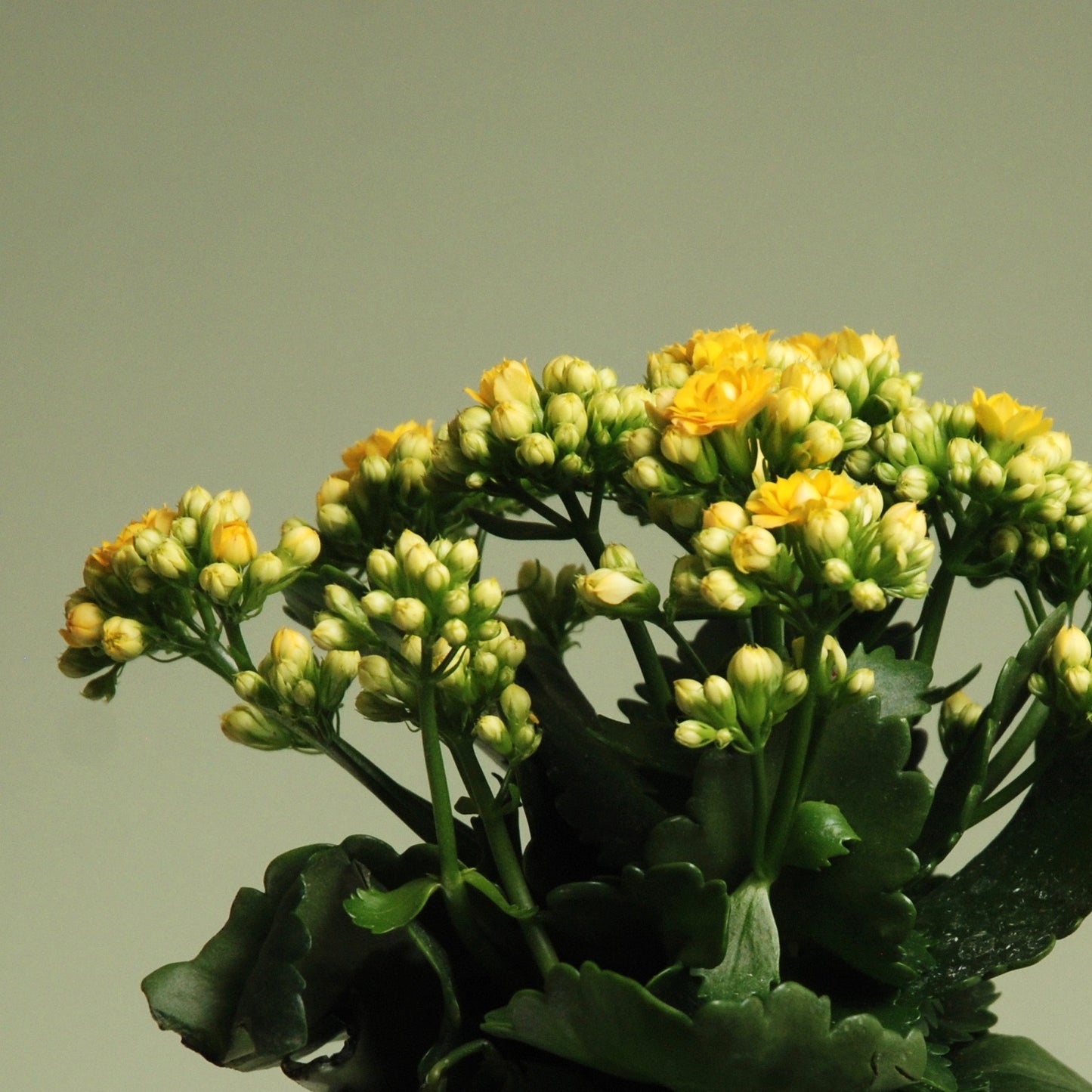 Kalanchoe Plant