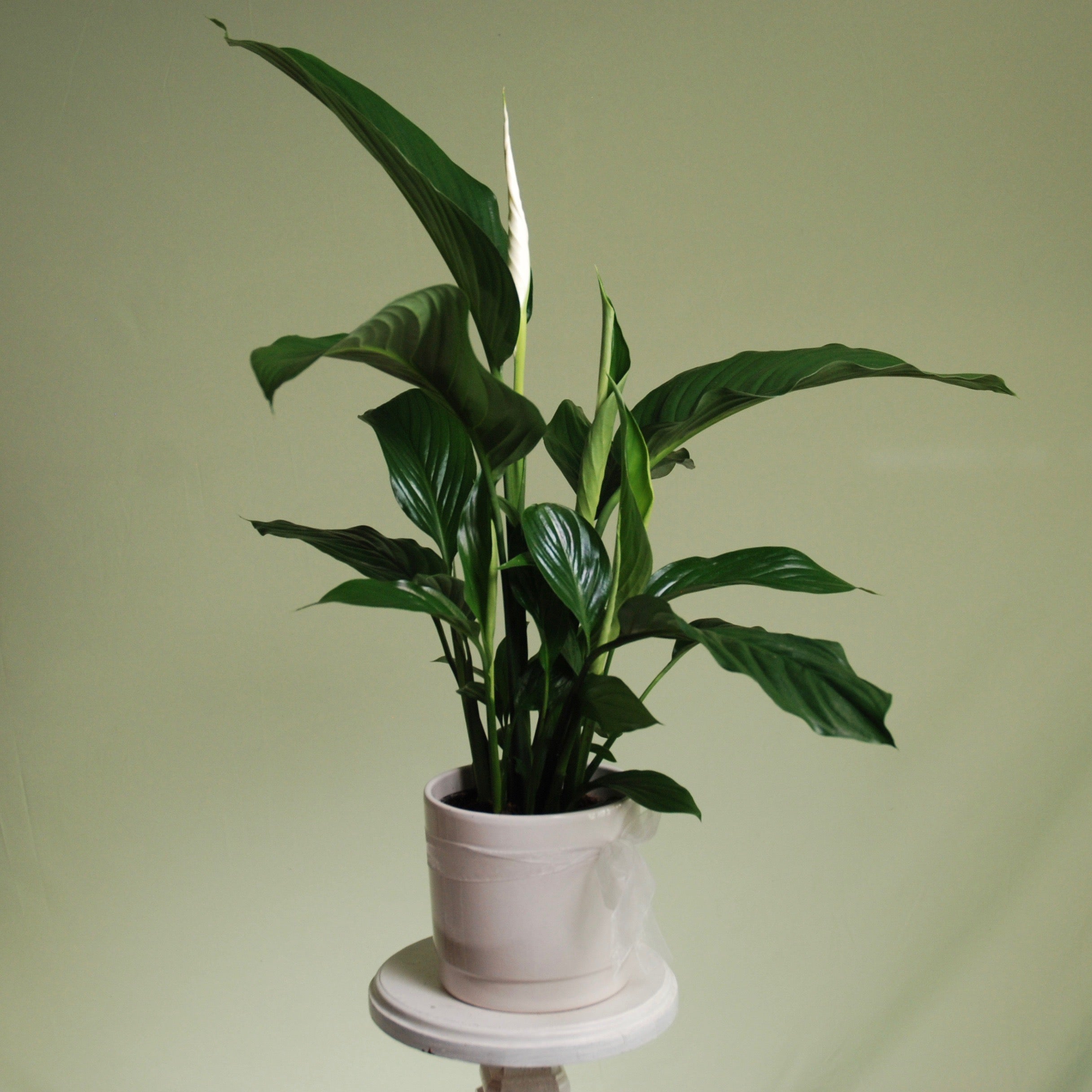 peace lily nz Peace Lily Plant – Māngere Floral Studio