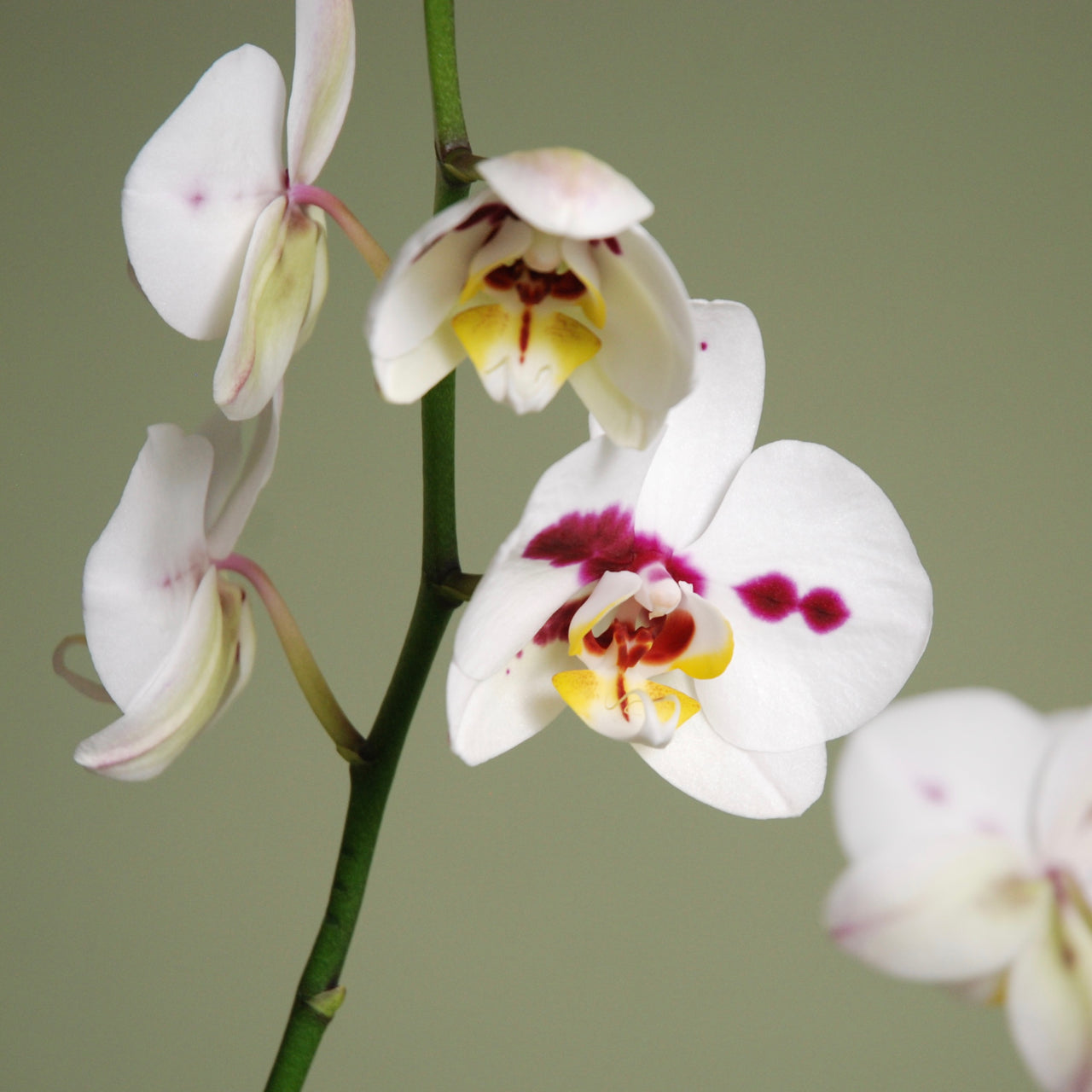 Phalaenopsis Orchid Plant