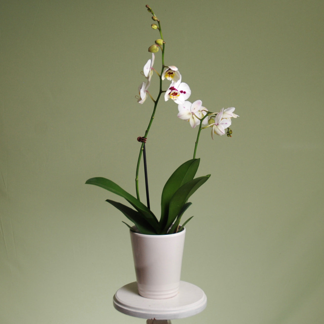 Phalaenopsis Orchid Plant