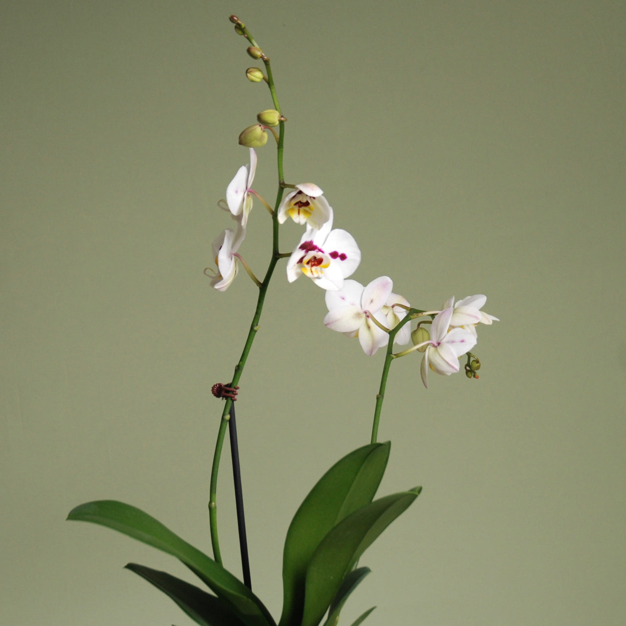 Phalaenopsis Orchid Plant